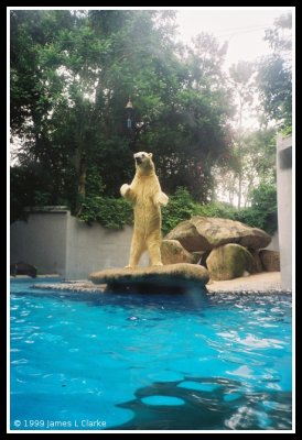 Polar Bear Standing