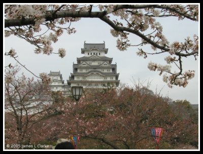 Framed By a Sakura