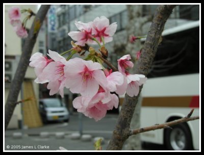Sakura in the Back Streets of Himeji