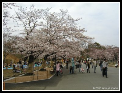 In the Gardens of Himeji Castle