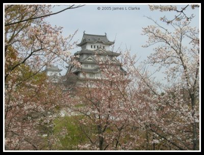 Through the Sakura