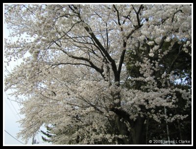 Canopy of Sakura