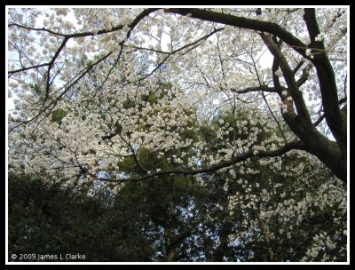 The Branches of the Sakura