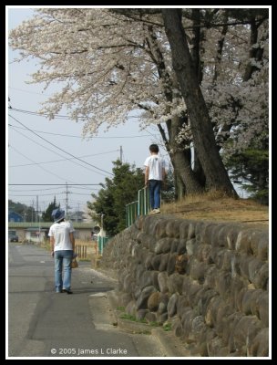Walking under the Sakura