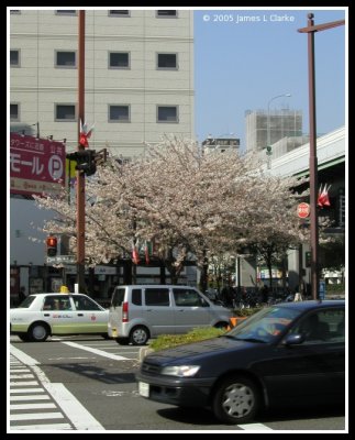 Sakura in the City