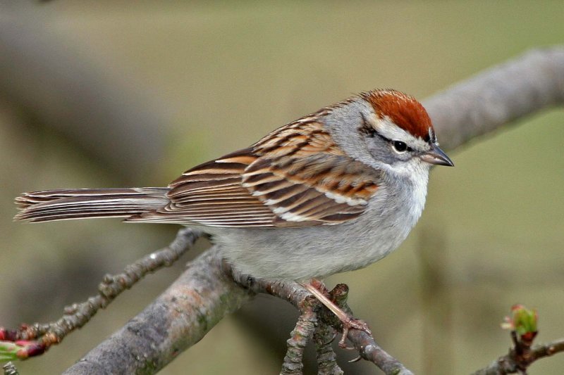 Chipping Sparrow