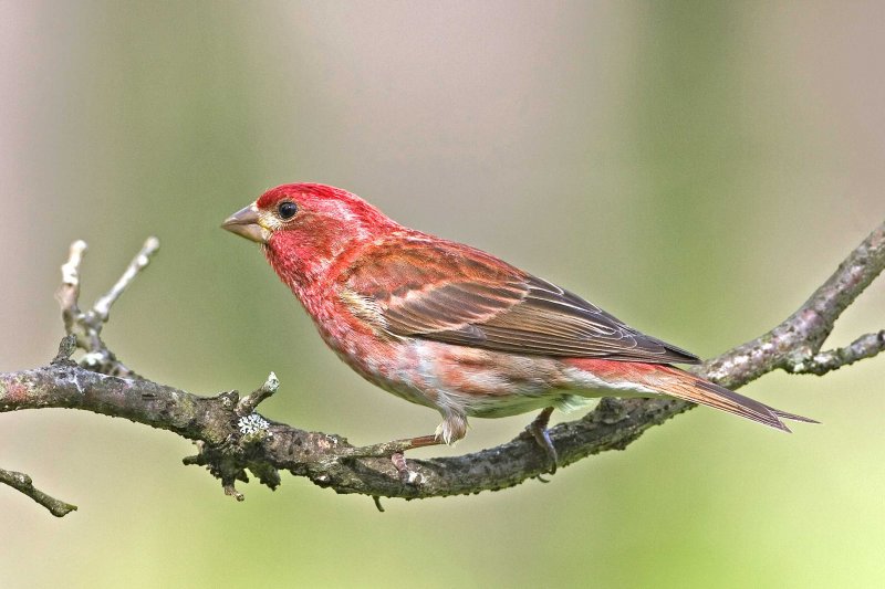 Purple Finch, male