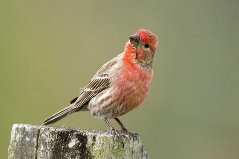 House Finch, male