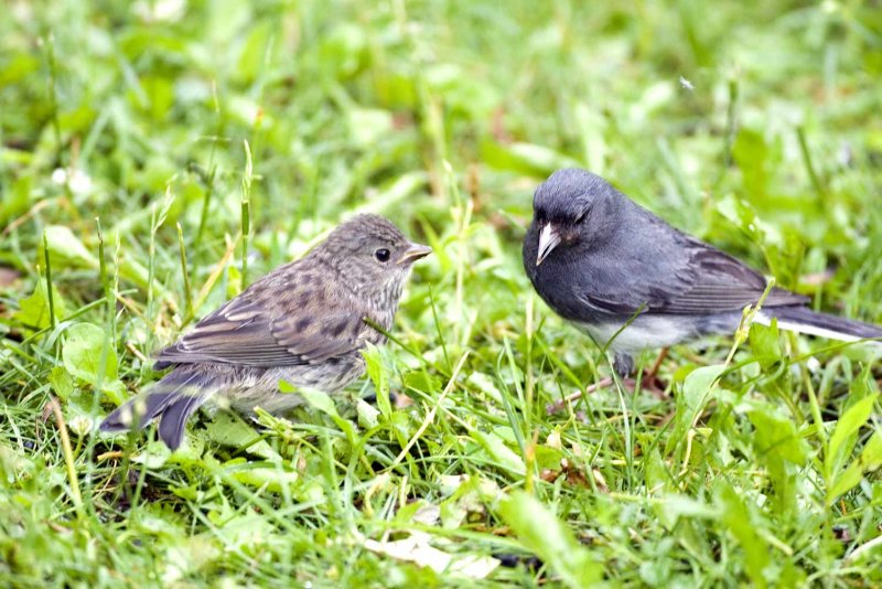 Dark-eyed Juncos