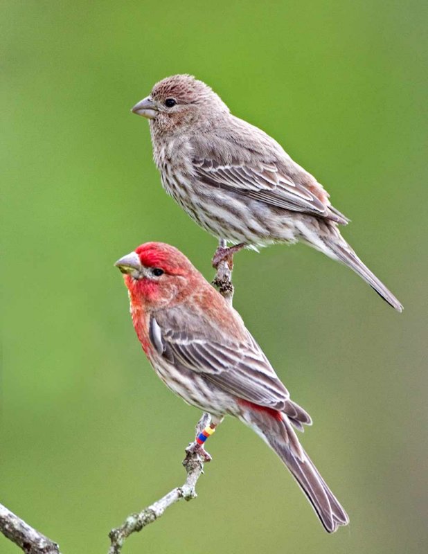 House Finches