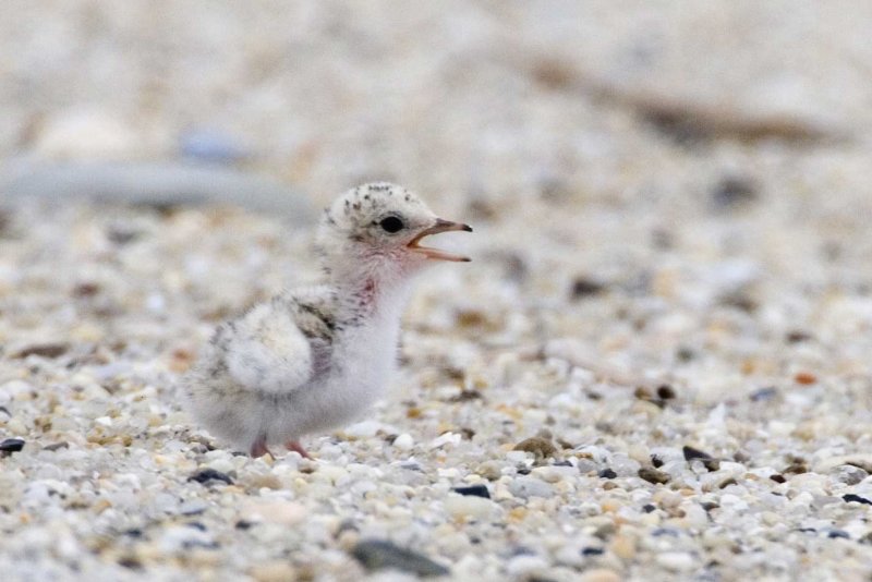 Least Tern chick