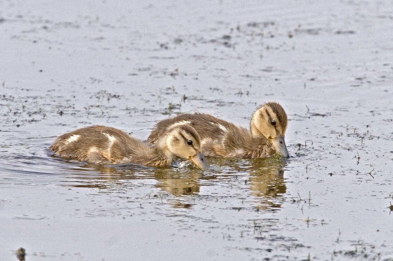Mallard ducklings