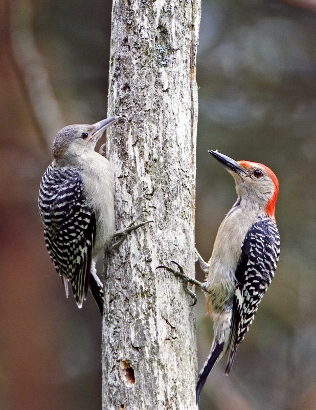 Red-bellied Woodpeckers