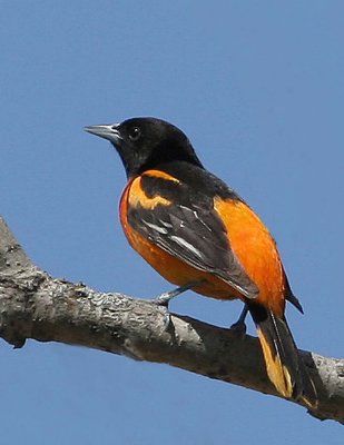 Baltimore Oriole, Montezuma
