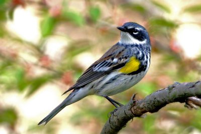 Yellow-rumped Warbler, breeding plumage