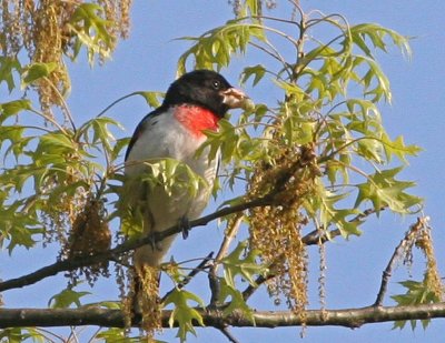 Rose-breasted Grosbeak