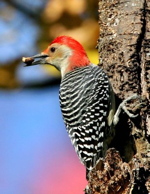 Red-bellied Woodpecker with nut