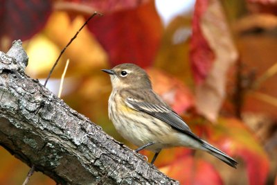 Yellow-rumped Warbler, Stewart Park