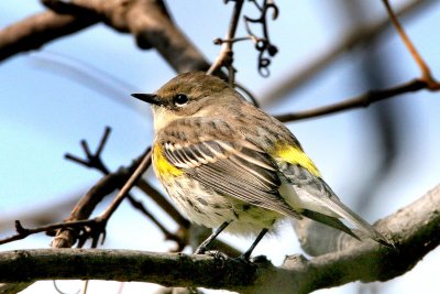 Yellow-rumped Warbler