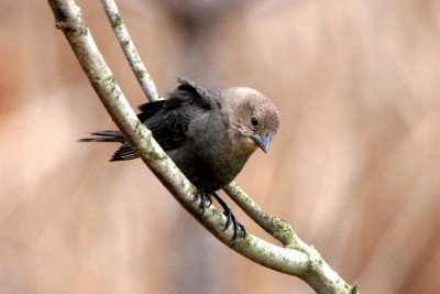 Brown-headed Cowbird