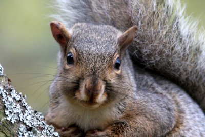 Grey Squirrel