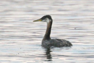 Red-necked Grebe