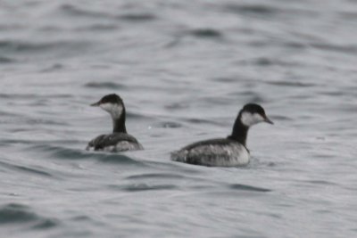 Horned Grebes