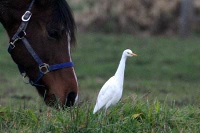 Cattle Egret