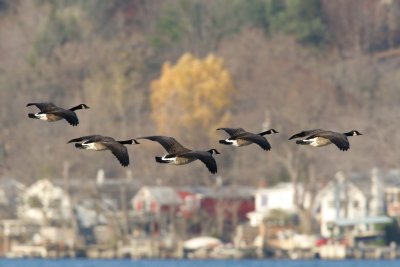 Canada geese over Cayuga Lake