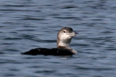 Loon with broken bill