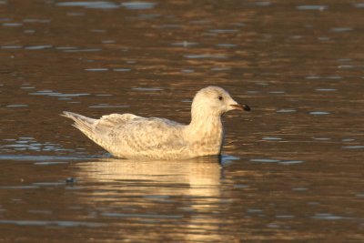 Iceland Gull