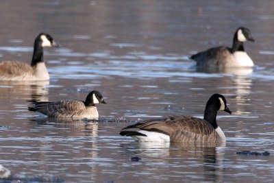 Cackling Goose