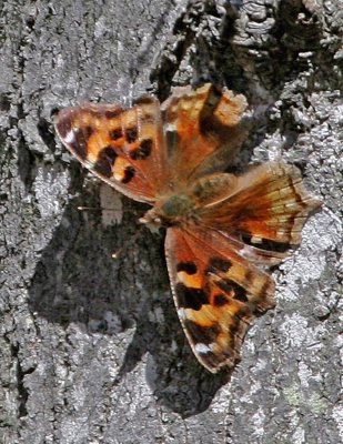 Compton Tortoiseshell