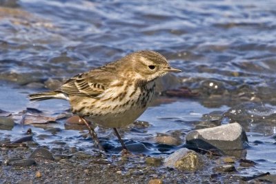 Pipits and Wagtails
