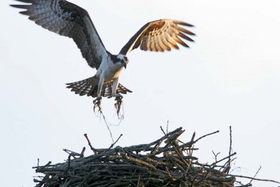 Osprey