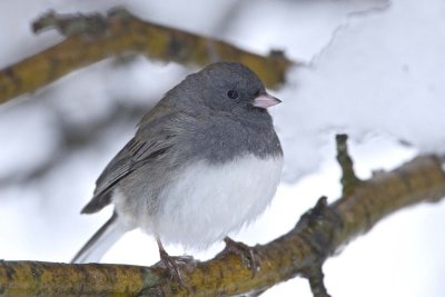 Dark-eyed Junco