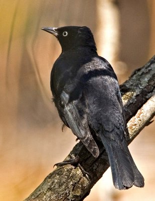 Rusty Blackbird, male in breeding plumage