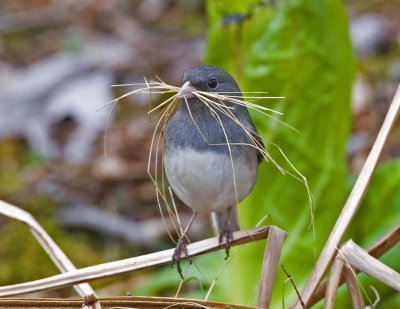 Dark-eyed Junco