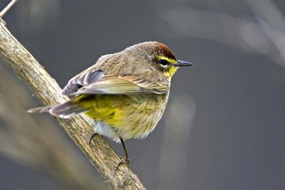 Palm Warbler, western (brown) race