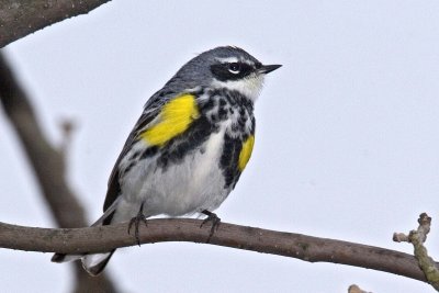 Yellow-rumped Warbler