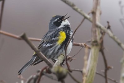 Yellow-rumped Warbler