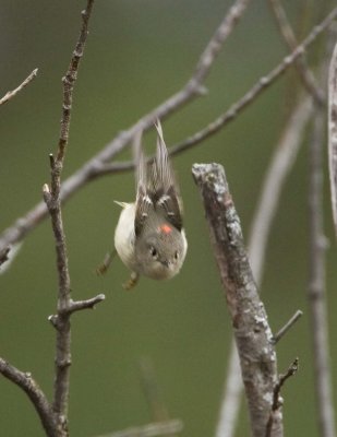 Ruby-crowned Kinglet