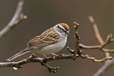 Chipping Sparrow