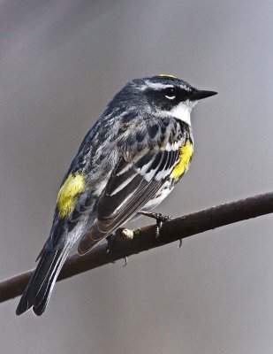 Yellow-rumped Warbler, male in breeding plumage