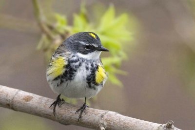 Yellow-rumped Warbler