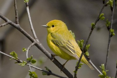 Yellow Warbler