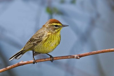 Palm Warbler