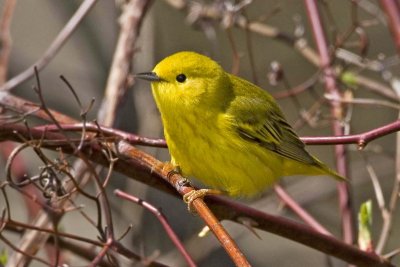 Yellow Warbler, female