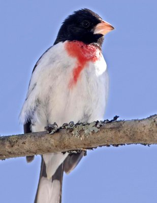 Rose-breasted Grosbeak