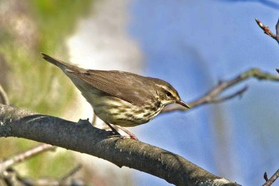 Northern Waterthrush